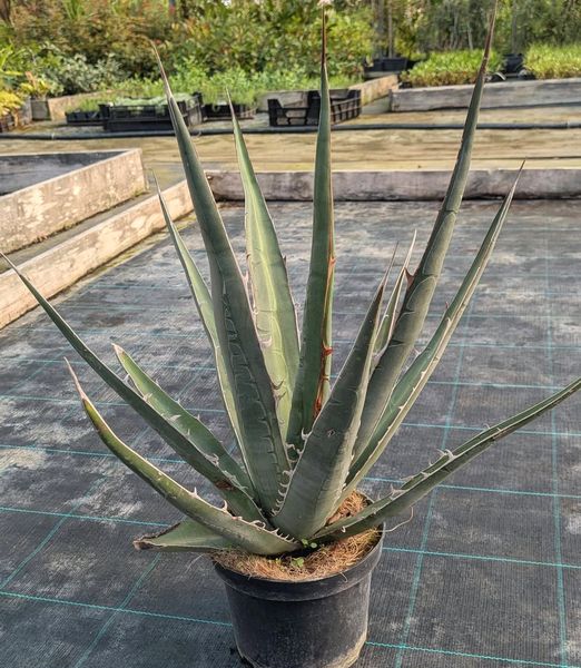 Agave MIX